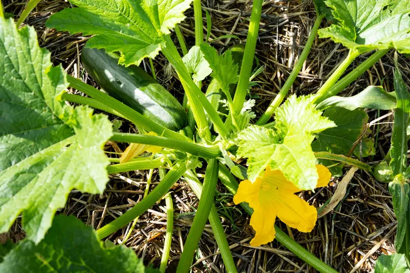 Agriculture